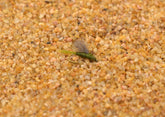 Region Fishing RS2 Olive Emerger Midge Nymph fly on river setup for trout.