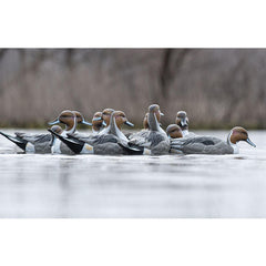Rig Em Right pintail upright drake decoy showing natural posture for realistic display.