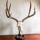 Skull Bracket Table Bracket base with a 3/4-inch ring for sturdy skull displays