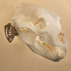 Skull Hooker Mini Hooker display setup highlighting easy wall mounting for tight spaces.