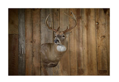 Skull Hooker mount supports up to 35 lbs for small to medium game