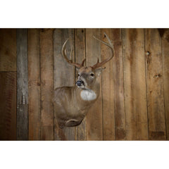 Skull Hooker shoulder mount holds up to 35lbs for mid-size game trophies