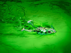 SPRO Flappin Frog 65 side profile shows lifelike silhouette for casting