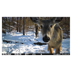 SPYPOINT Flex-M night vision demonstrates sharp nighttime capture for wildlife monitoring.