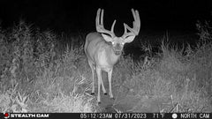Stealth Cam Fusion X-Pro night-vision view shows infrared illumination at night.