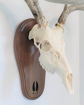 Taxidermists Woodshop Black Walnut Deer Track Skull Mount front view highlights easy hanging and upright display