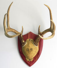 Taxidermists Woodshop TTW Cedar kit image showing easy DIY mounting with included hardware.