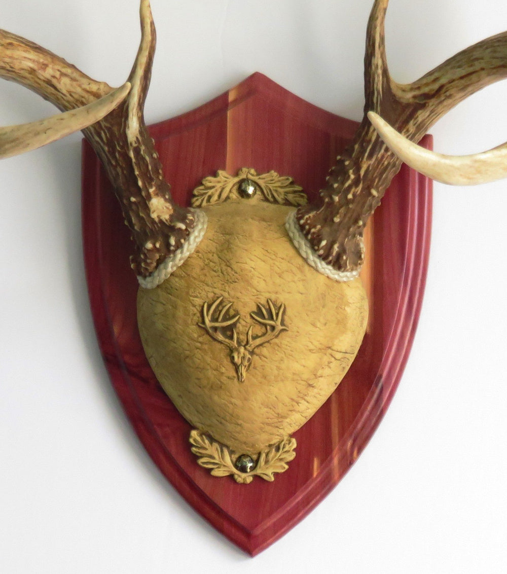 Taxidermists Woodshop TTW Ultimate Antler Mounting Kit Cedar shield plaque ready for wall display.