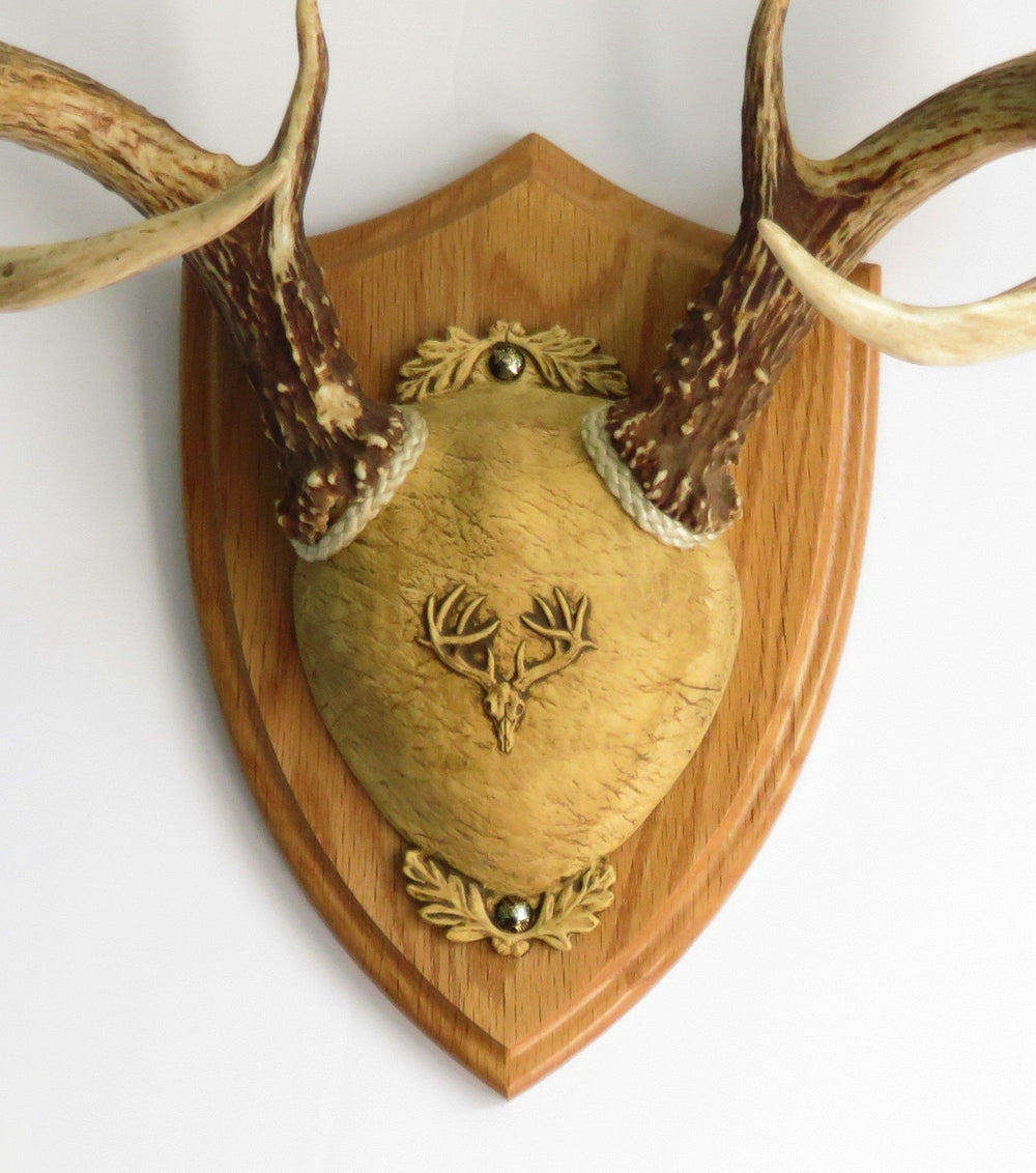 Taxidermists Woodshop TTW shield plaque in medium oak for easy, ready-to-display antler mounting.