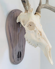 Taxidermists Woodshop TTW Weathered Wood Deer Track Mount front view for secure upright display