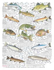 Tightlines Freshwater Chart illustrations for accurate species spotting