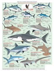 Tightlines Saltwater Chart double-sided design for easy species identification.