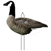 Top Down Decoys CV246-12 front view shows lifelike Canada Goose silhouette for convincing setups.