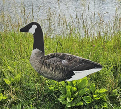Top Down Decoys CV246-12 walker head demonstrates versatile posing for realism.