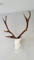 Top Rack european skull display centers and protects your hunt's centerpiece.