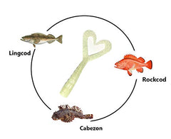 Twin Tail Grub Lures with soft plastic bodies support versatile jigging and drifting.