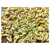 Unknown Brand wax worms in tubs close-up, ideal for year-round bait