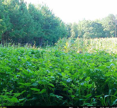 Whitetail Hill Sorghum Stand Growth supports vertical structure for deer browsing.