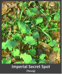 Whitetail Institute Secret Spot ground prep showing minimal work to establish seed-to-soil contact.