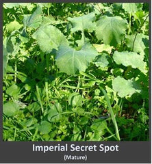 Whitetail Institute Secret Spot sunlight exposure in sunlit plots supports forage growth.