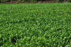 Whitetail Institute Winter Peas Plus plants resist heavy grazing.