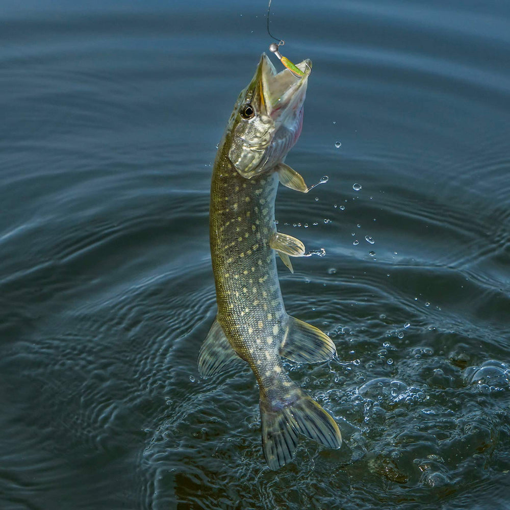 Jig head hook set ready for sharing with fishing friends