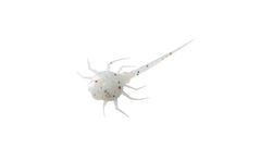 13 FISHING Coconut Crab panfish bait with Wonder Bread design for durable, enticing bites.