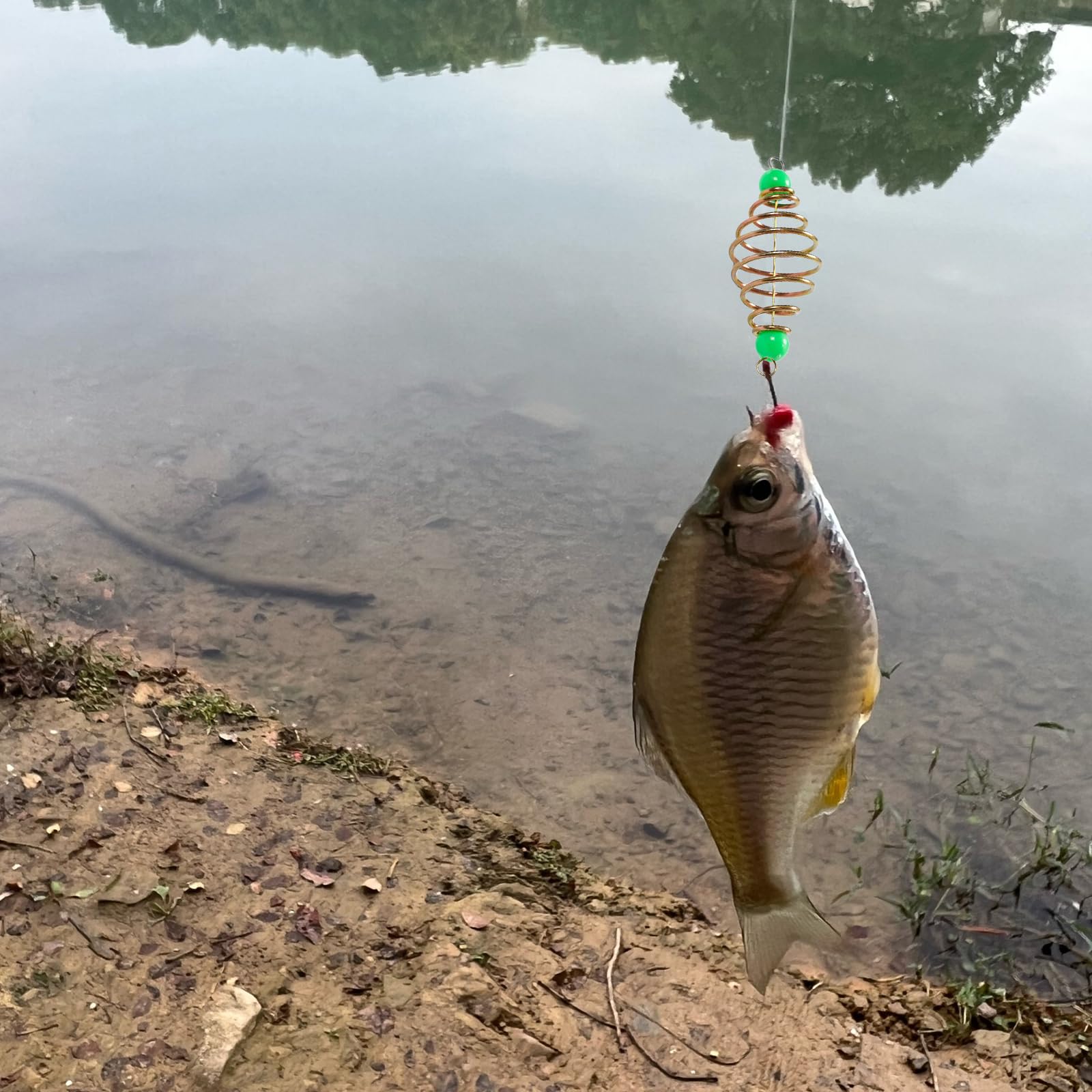 Lightweight carp bait cage suitable for various waters