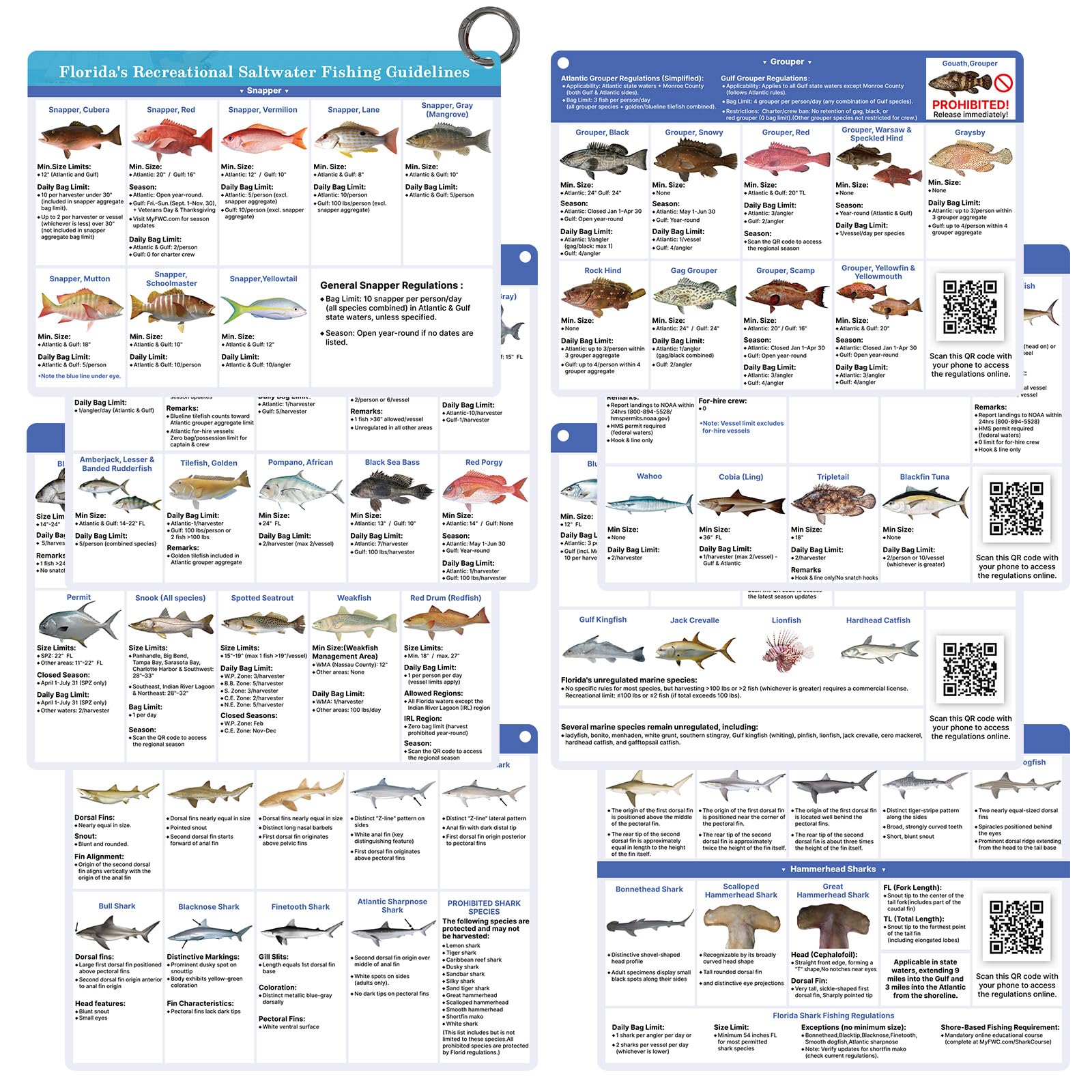 OCQOT Florida Saltwater Fish & Shark ID Card 4 Back - Travel-Friendly