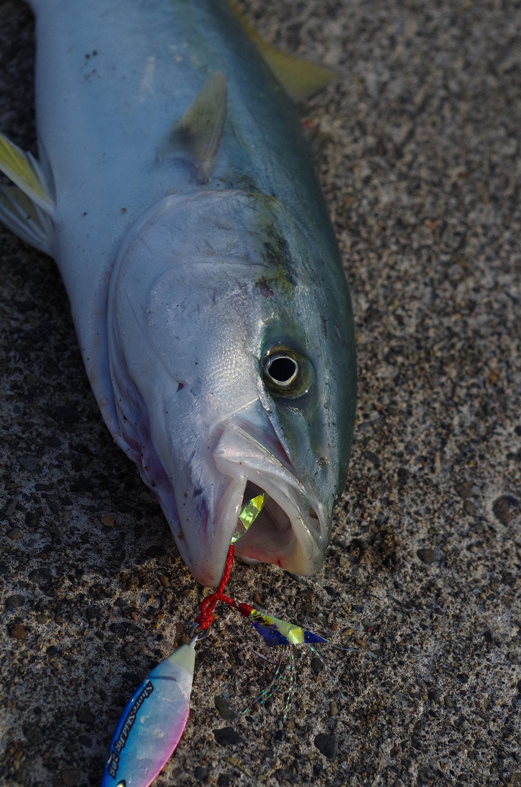 Abu Garcia Shore Skid Jig retrieve action demonstrates left-right wobble for enticing bites.