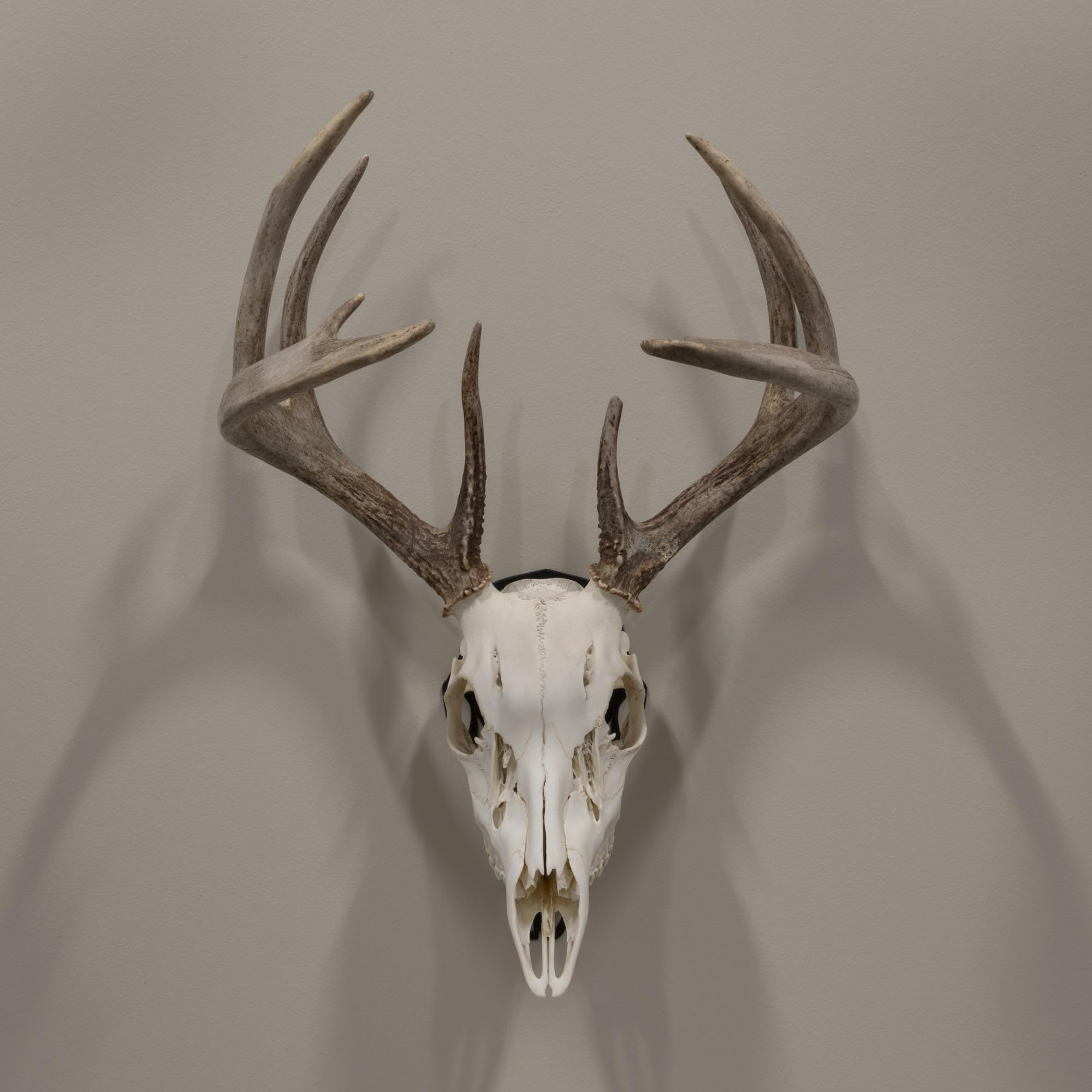 AC ALLEN skull peg mounted on wall creates a clean trophy backdrop.