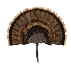 AC ALLEN EZ Mount Turkey Fan Display showcases one fan securely mounted.