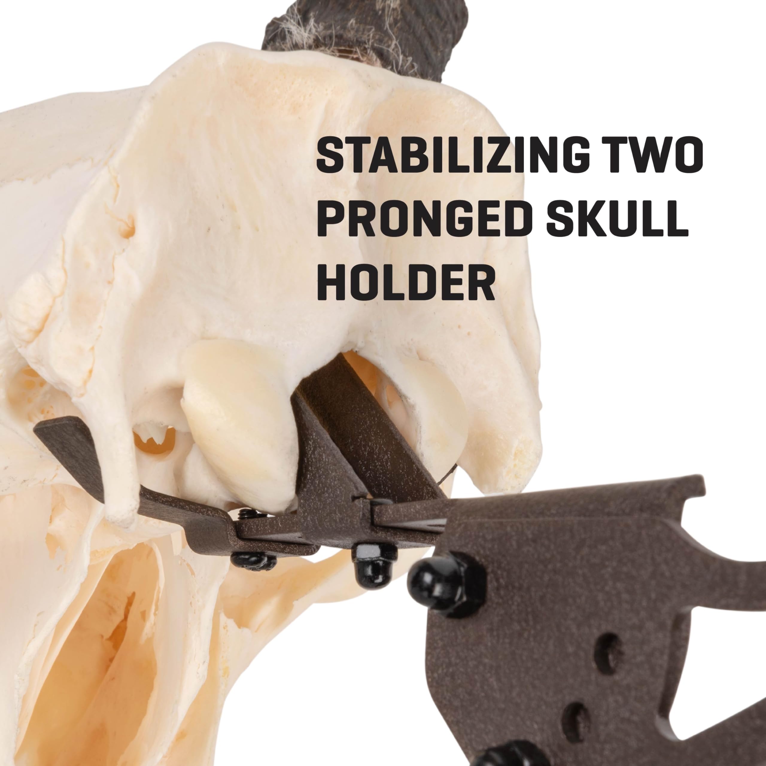 AC ALLEN EZ Mount enables quick setup for whitetail, mule deer, or antelope displays.