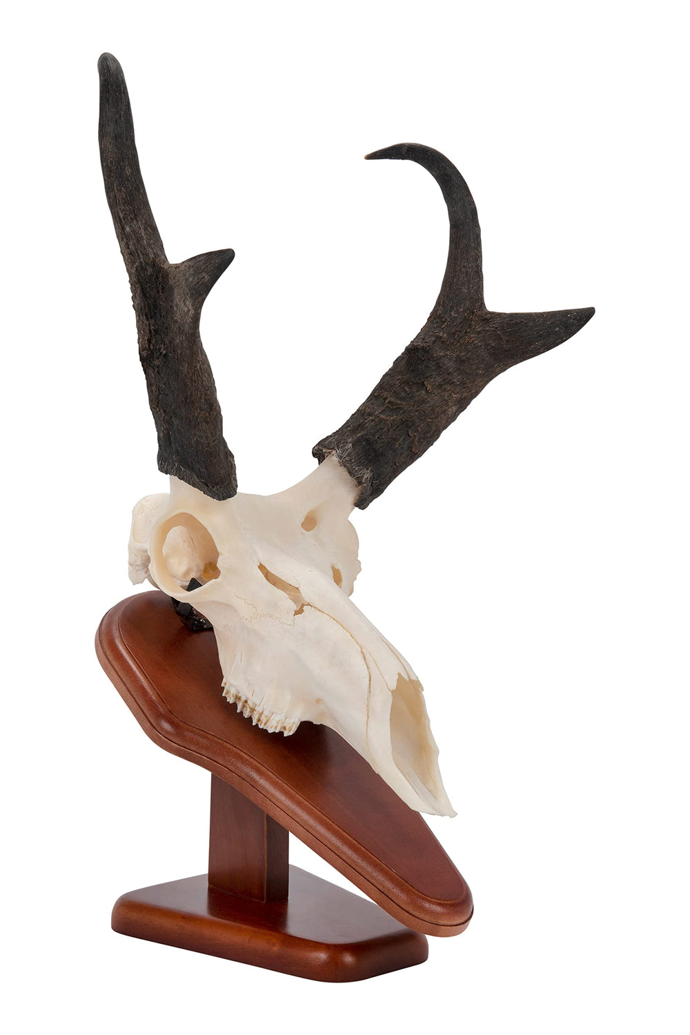 AC ALLEN flush skull stand insert for clean, seamless mounting