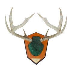AC ALLEN hunting trophy kit with green skull cover, adaptable to various antler shapes.