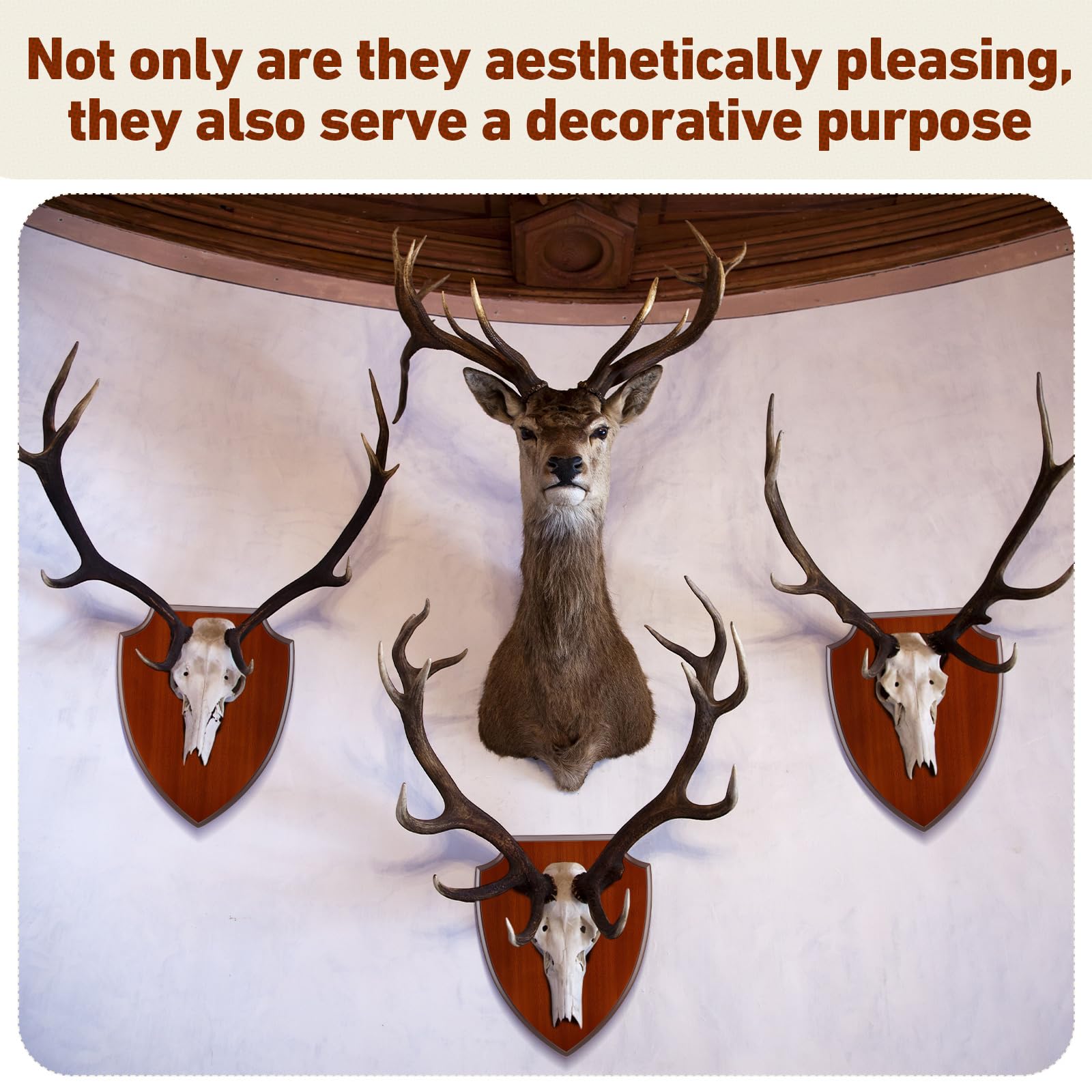 AceOrbit wall display-ready kit suited for trophy or rustic decor.