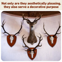 AceOrbit wall display-ready kit suited for trophy or rustic decor.