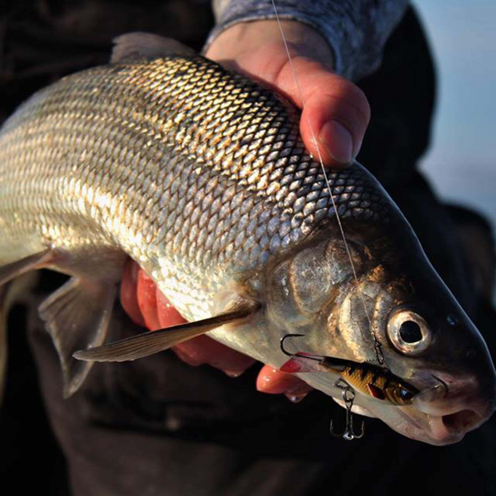HD2 glow and UV finishes on Acme Hyper-Rattle Bait for visibility.