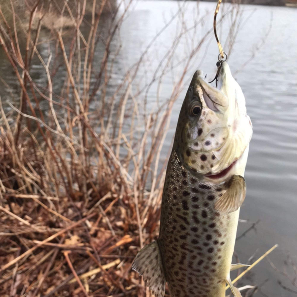 Includes a single Phoebe lure; compact package for easy carry on trips.