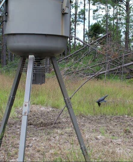 AirCrow DeadCoy outdoor-friendly deterrent for yards and fields.