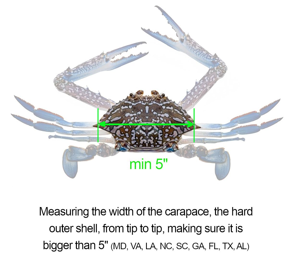 Measuring a Dungeness crab with AirFly gauge