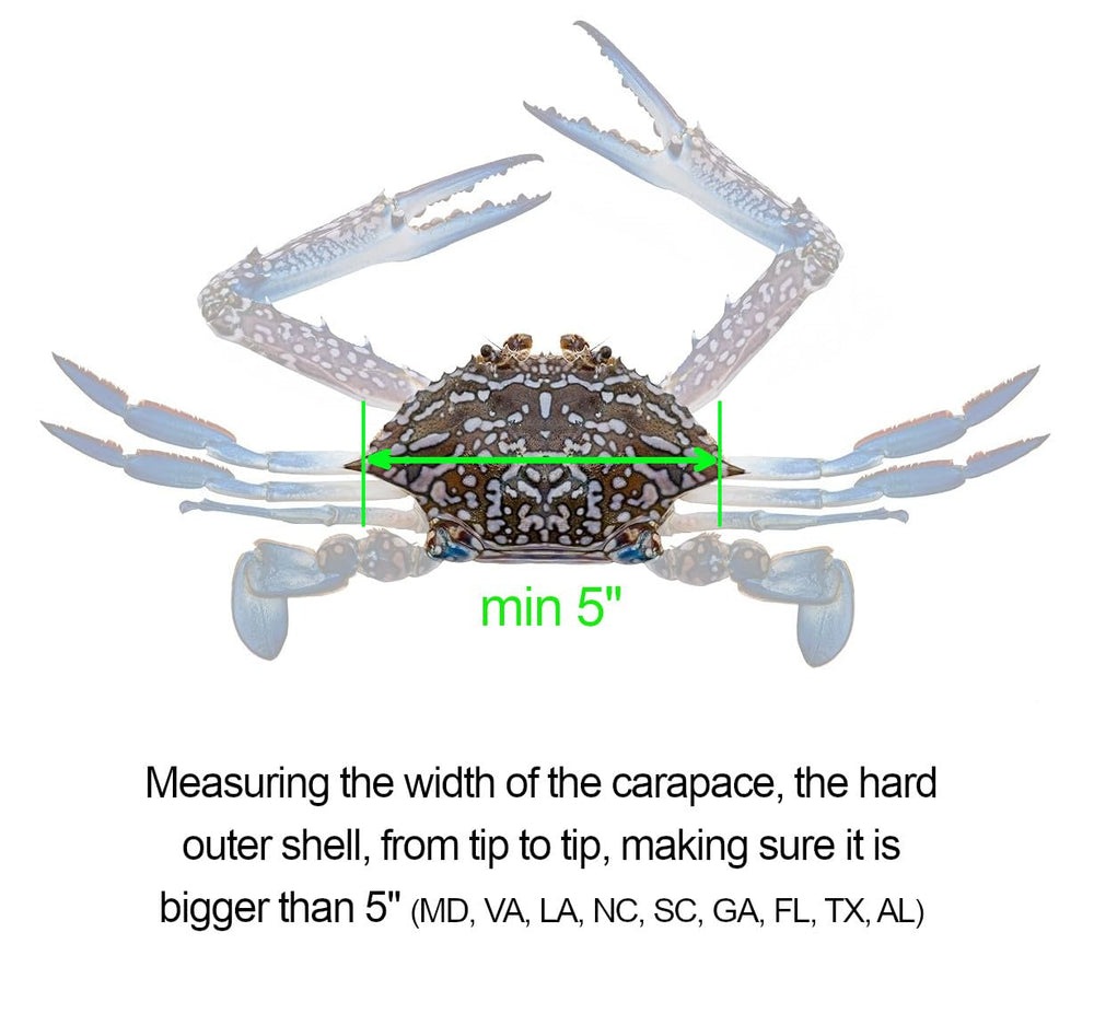 Measuring a Dungeness crab with AirFly gauge