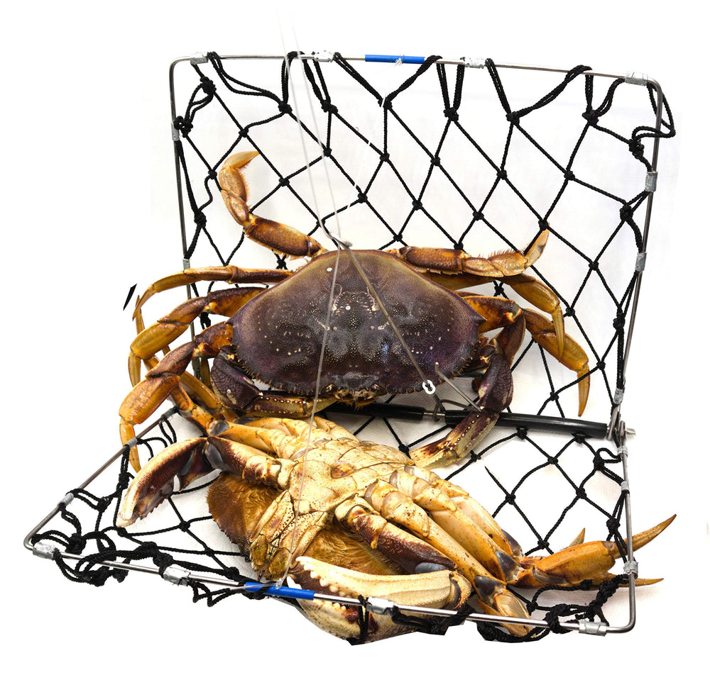 Bait clip attached to the AirFly trap