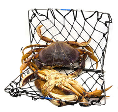 Bait clip attached to the AirFly trap
