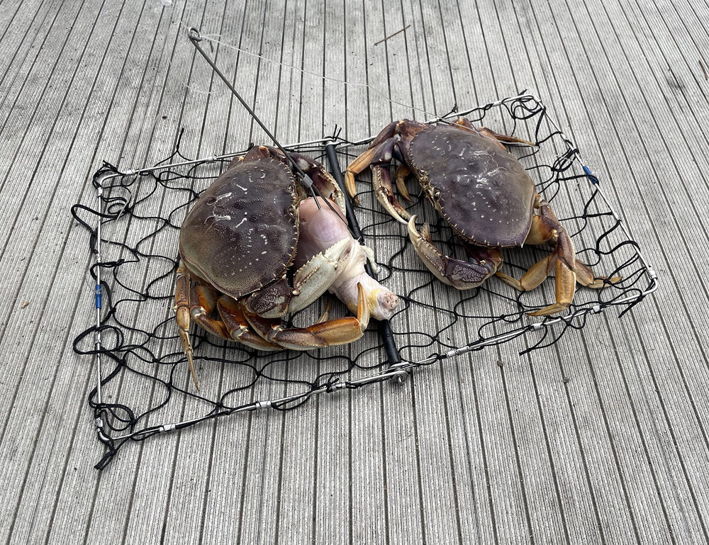 Trap ready for cast with bait clip