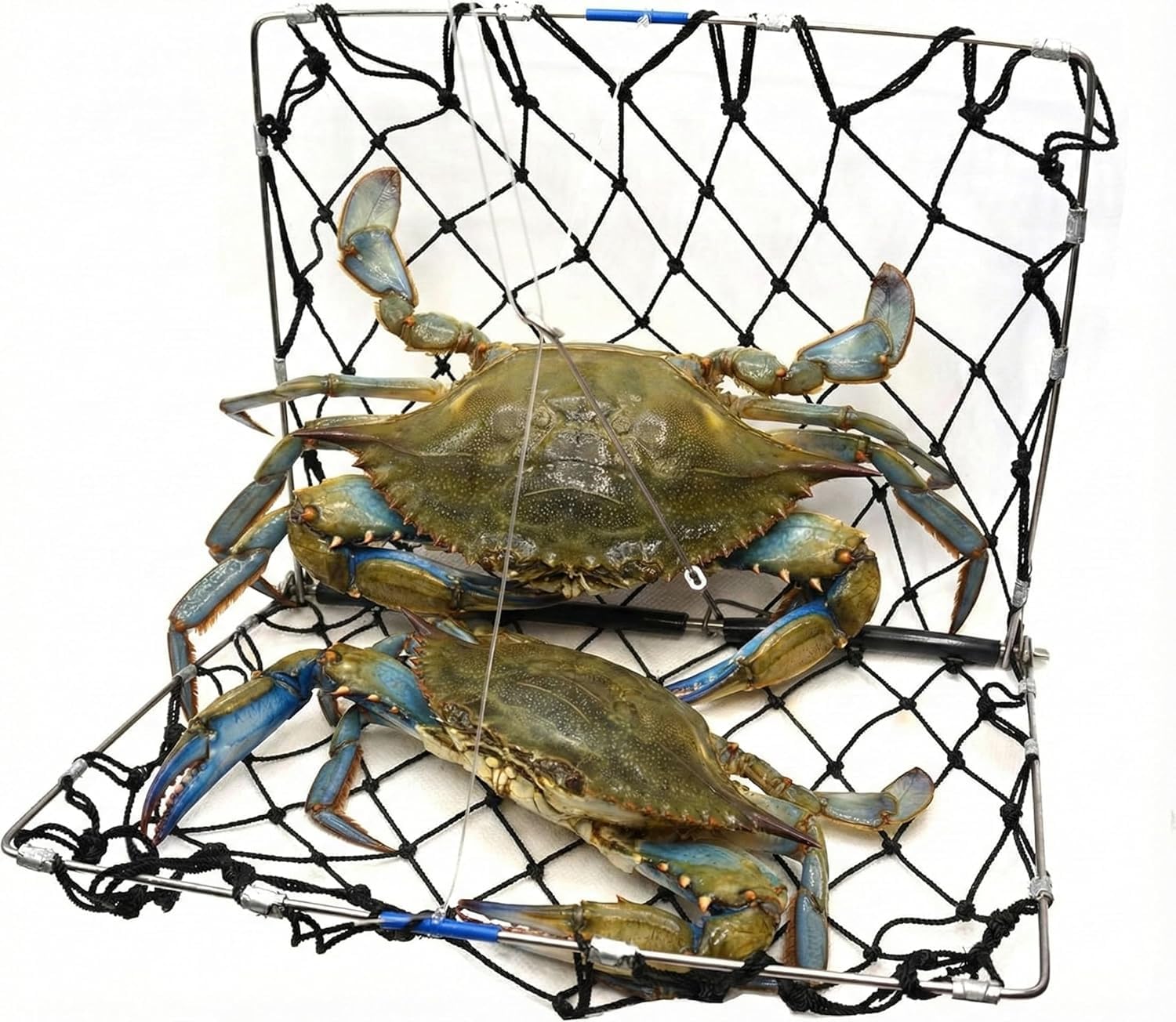 AirFly foldable crab trap open, ready for casting from pier or boat.