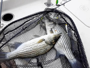 Metal sequins flash on the rig to attract fish