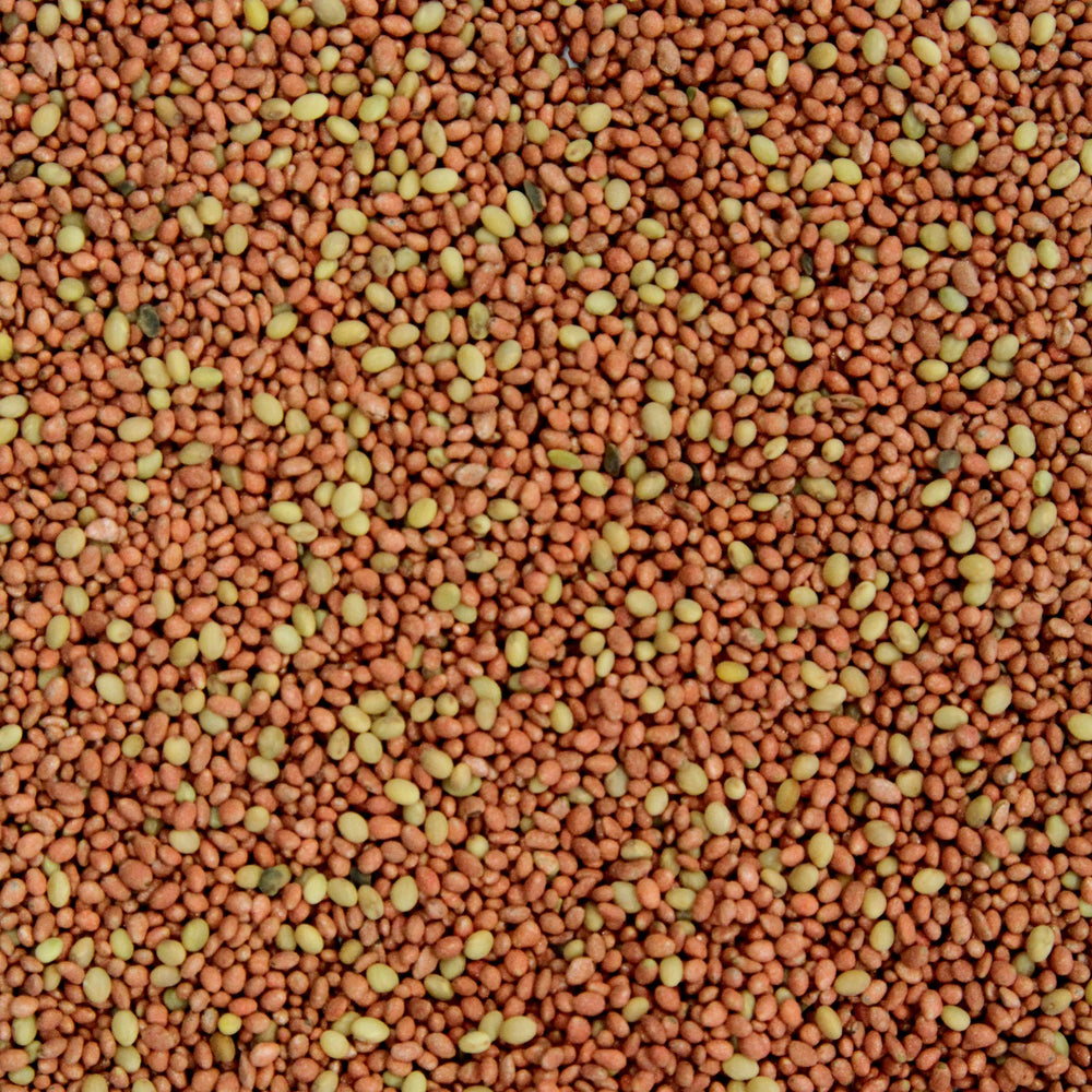 Perennial clover adds long-lasting cover and early-season growth