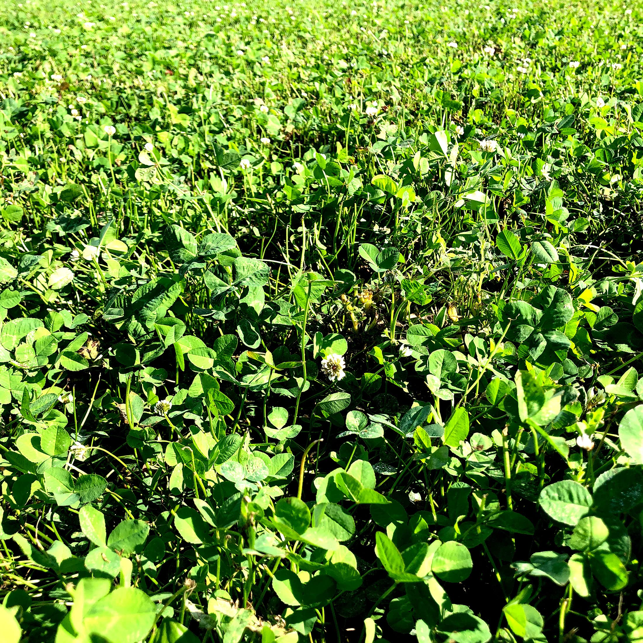 Non-bloating alfalfa offers high-protein forage with easier digestion during heavy browse