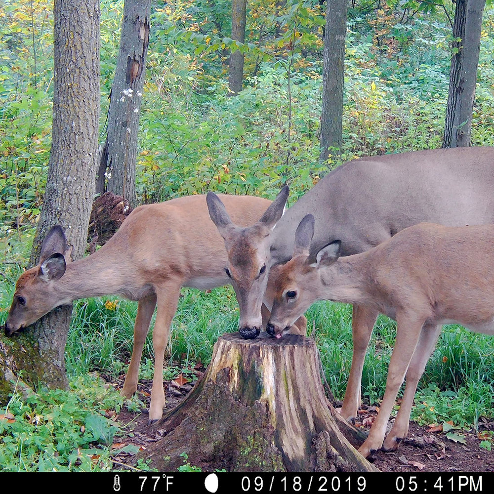 Ani-Logics Outdoors Mineral Dirt 180 liquid delivers chelated minerals for deer